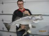 (12/08/2016) - Nice Striped Bass